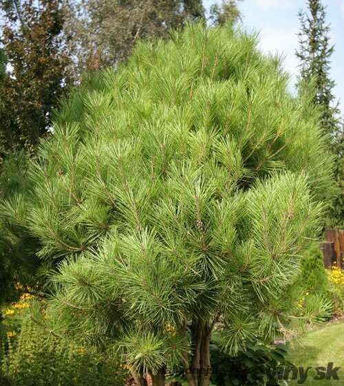 Borovica hustokvetá Jane Kluis, výška 40/50 cm, v črepníku Pinus densiflora Jane Kluis